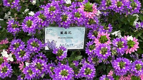 香港好去處 | 賞花 | 2026維園花展(6) | 百花齊放