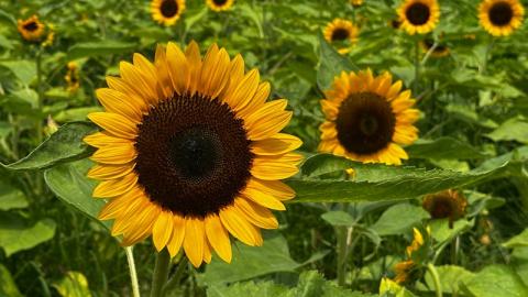 香港好去處 | 賞花 | 夏遊信芯園 | 向日葵