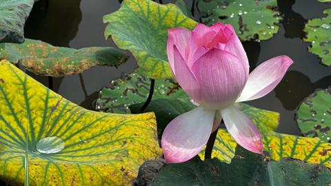 香港好去處 | 賞花 | 夏遊信芯園 | 荷花