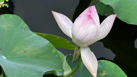 香港好去處 | 賞花 | 夏遊香港公園 | 荷花