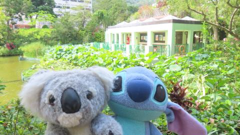跟住Travel Buddy本地遊 - 荃灣 城門谷公園 賞花