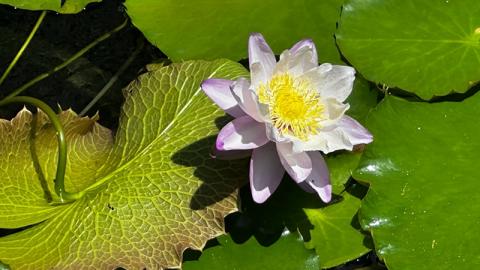 香港好去處 | 賞花 | 夏遊志蓮淨苑 | 蓮花 | 紫薇