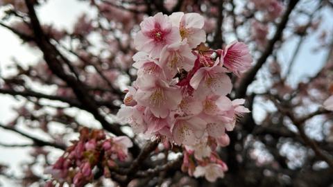 日本東京靜岡縣之旅 | 熱海 | 來宮神社 | 熱海櫻