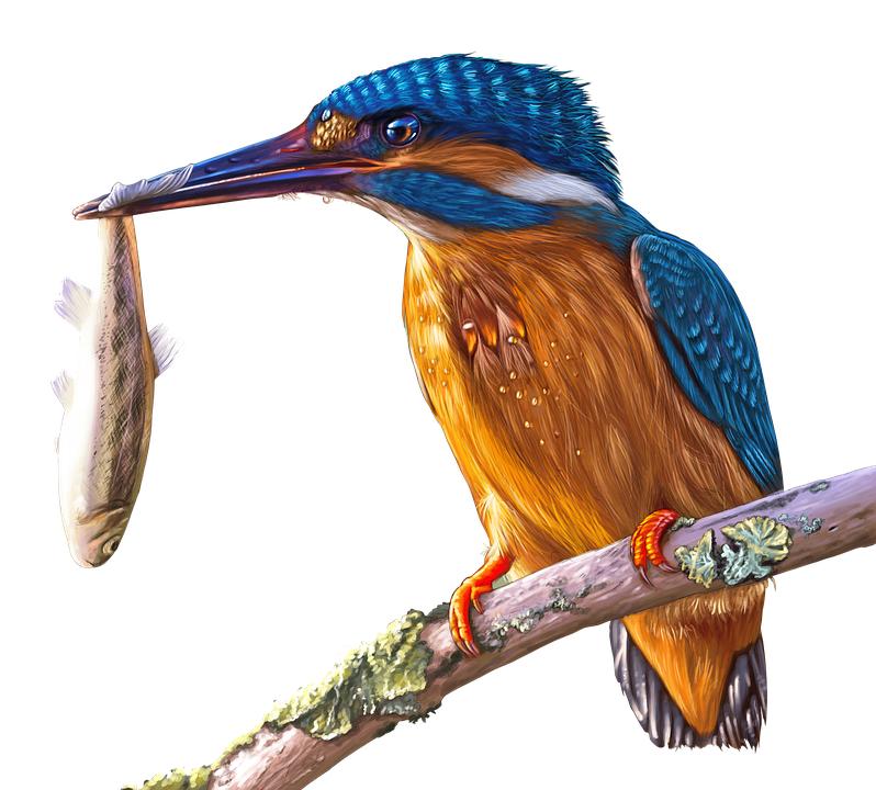 Đồng xu Chim Bói Cá