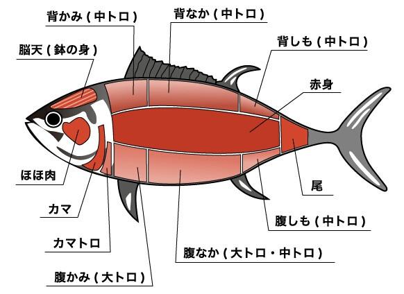 吞拿魚為什麼這麼貴 U Blog