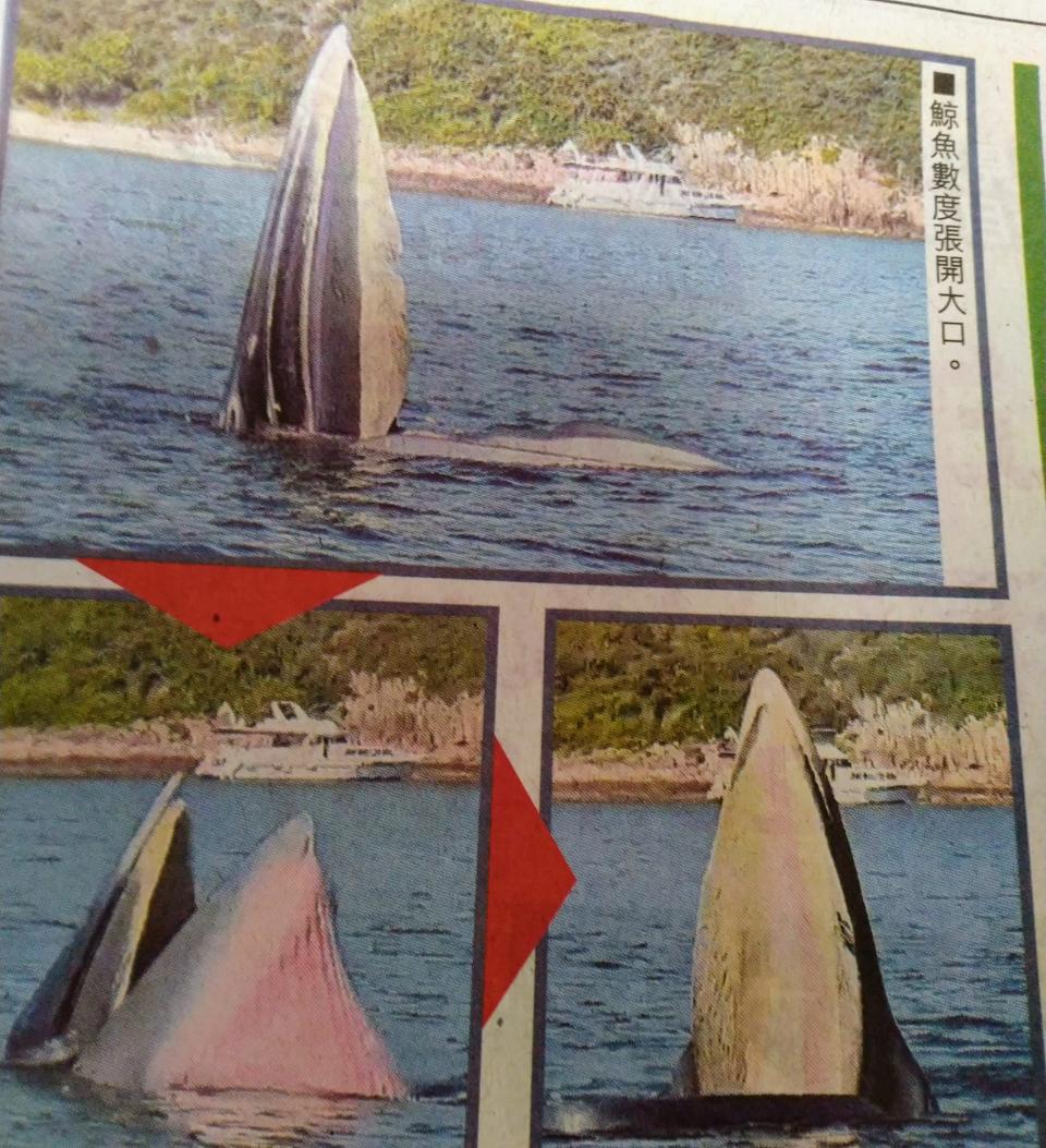 香港見鯨魚- U Blog