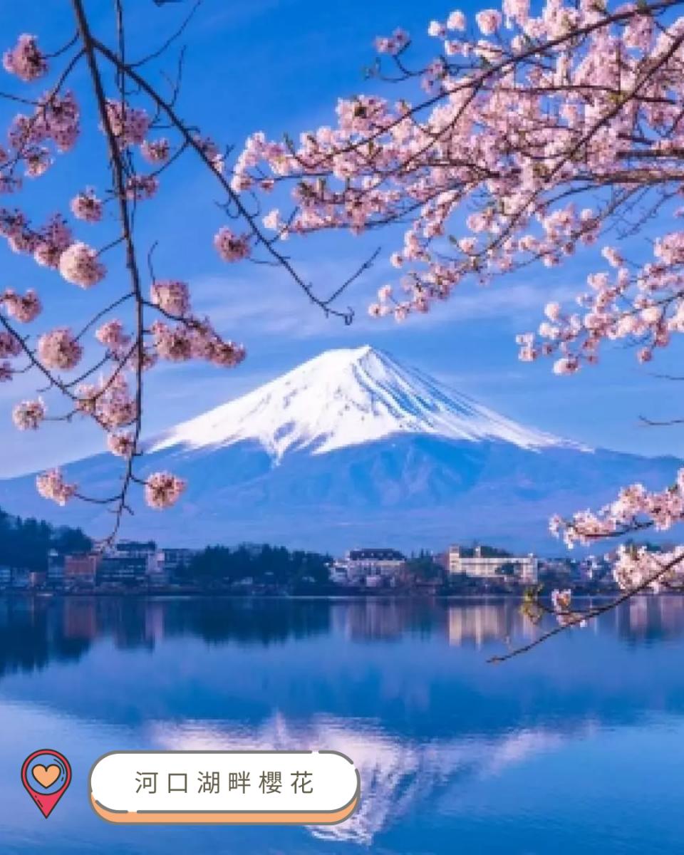 【#思思賢嘆世界】2025中部賞櫻攻略！ 最新開花預測＆必訪