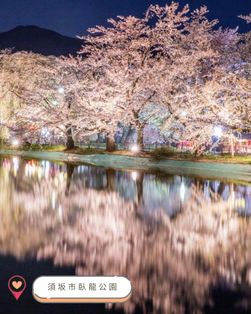 【#思思賢嘆世界】2025中部賞櫻攻略！ 最新開花預測＆必訪
