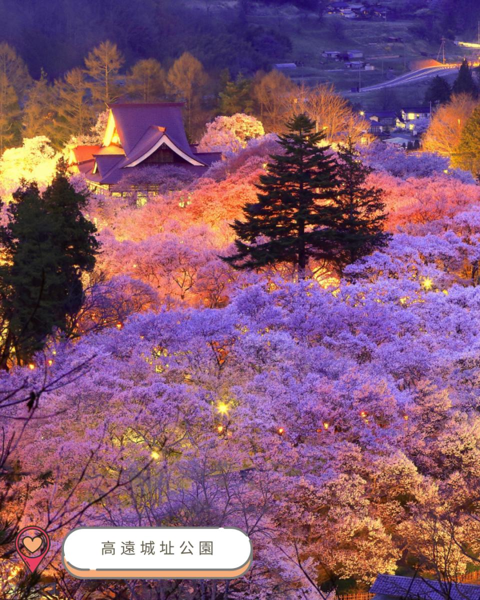 【#思思賢嘆世界】2025中部賞櫻攻略！ 最新開花預測＆必訪