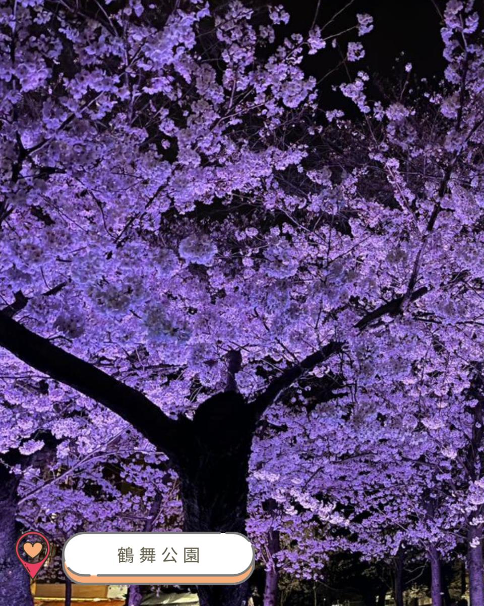【#思思賢嘆世界】2025中部賞櫻攻略！ 最新開花預測＆必訪