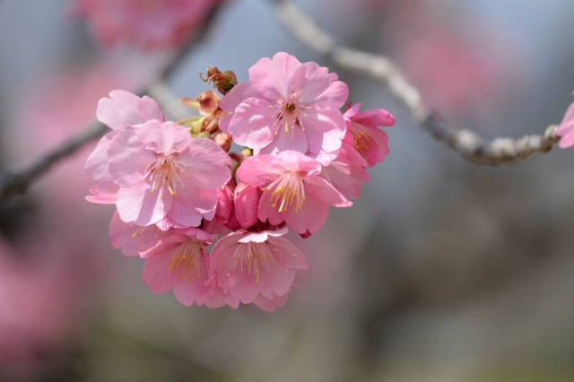 花季出遊必備 U Blog