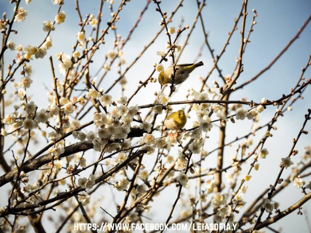 神奈川県 曽我梅林 関東三大梅林 U Blog