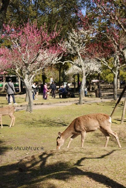 奈良 尋梅漫遊之旅 Day3 Eggs N Things 奈良看小鹿及奈良公園賞梅 U Blog