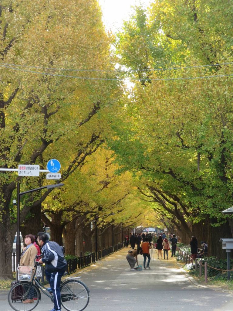 17日本東京小旅行 2 1 神宮外苑的銀杏並木 U Blog