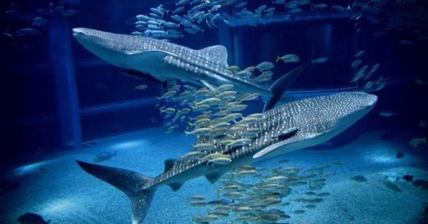 大阪景點 大阪海遊館 必看可愛鯨鯊 環斑海豹 必吃鯨鯊冰淇淋 U Blog