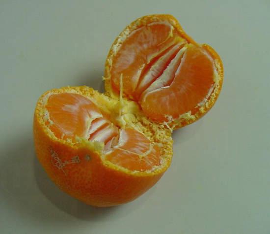 ササ橘子皮藝術 ササ橘子皮藝術