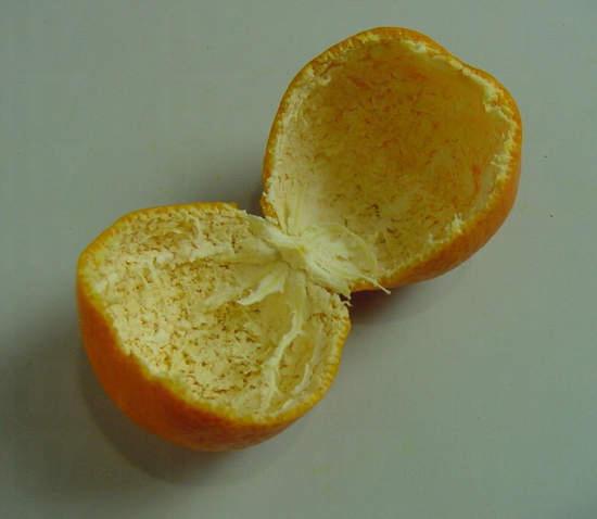 ササ橘子皮藝術 ササ橘子皮藝術