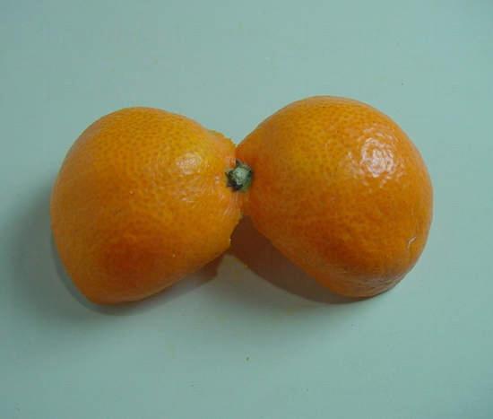 ササ橘子皮藝術 ササ橘子皮藝術