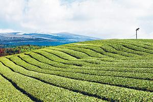 Innisfree在濟州買下綠茶農地供自家生產,又採公平貿易,向濟州原居民買入原材料。 Innisfree在濟州買下綠茶農地供自家生產,又採公平貿易,向濟州原居民買入原材料。