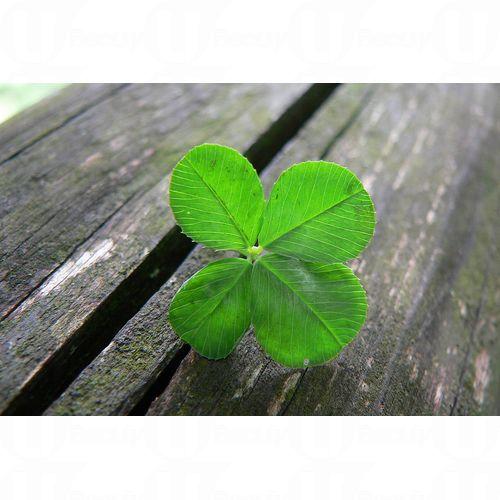 屬鼠者命宮凶星多,有【歲破】、【大耗】等凶星,今年小心遺失物件或破財之事。如果打算在2014年進行投資的朋友,須謹慎對待,凡事不可急進。另外,2014年運程有較大波動,對性格保守的朋友可能會是比較大的挑戰,但對於創新求變的朋友會是個不錯的機會,惟出入仍要注意安全,尤其是駕駛朋友! 屬鼠者命宮凶星多,有【歲破】、【大耗】等凶星,今年小心遺失物件或破財之事。如果打算在2014年進行投資的朋友,須謹慎對待,凡事不可急進。另外,2014年運程有較大波動,對性格保守的朋友可能會是比較大的挑戰,但對於創新求變的朋友會是個不錯的機會,惟出入仍要注意安全,尤其是駕駛朋友!