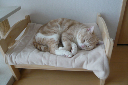 貓界潮物!完美貓窩 戀上IKEA DUKTIG Bed~