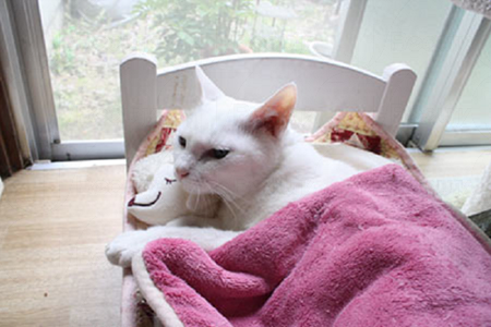 貓界潮物!完美貓窩 戀上IKEA DUKTIG Bed~