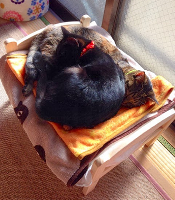 貓界潮物!完美貓窩 戀上IKEA DUKTIG Bed~