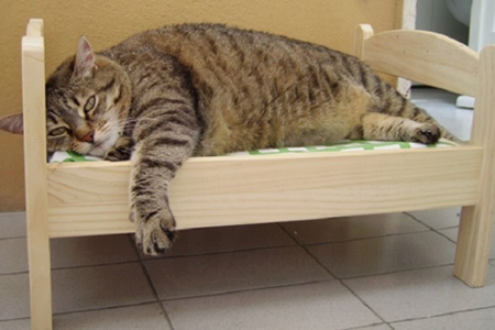 貓界潮物!完美貓窩 戀上IKEA DUKTIG Bed~