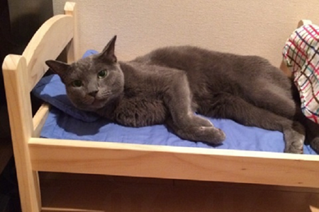 貓界潮物!完美貓窩 戀上IKEA DUKTIG Bed~