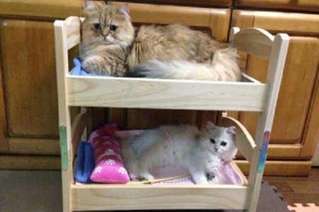 貓界潮物!完美貓窩 戀上IKEA DUKTIG Bed~