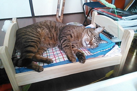 貓界潮物!完美貓窩 戀上IKEA DUKTIG Bed~