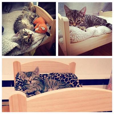 貓界潮物!完美貓窩 戀上IKEA DUKTIG Bed~