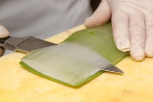 用刀削出蘆薈肉