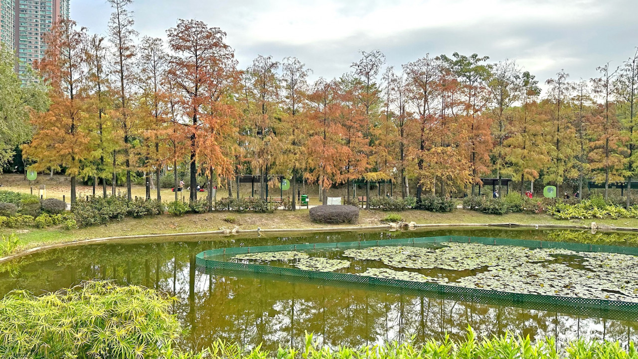 上水好去處｜逾10大景點及美食推薦 北區公園賞花/港版心形湖/濕地生態公園 | UHK 港生活