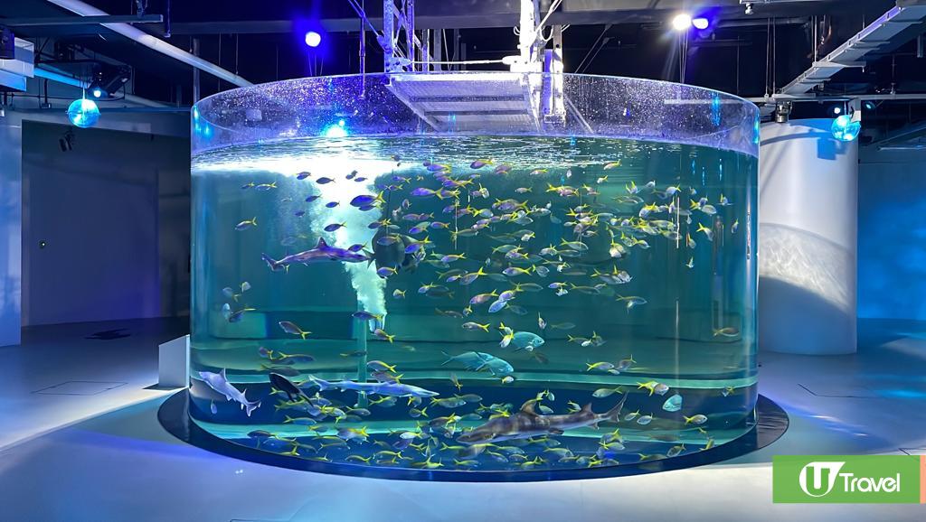日本自由行2024 | 神戶新地標！全新都市型藝術水族館 átoa 夢幻打卡水族箱+療癒系水豚君出沒！ | U Travel