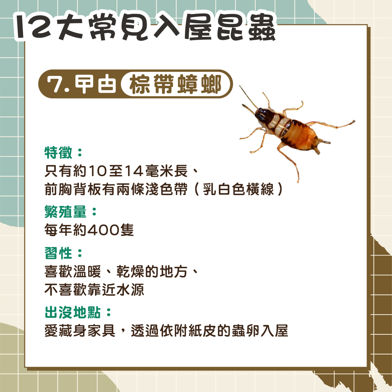 春夏認蟲攻略|12大常見入屋昆蟲 2種汁液有毒 1種入屋後患無窮 | UHK 港生活