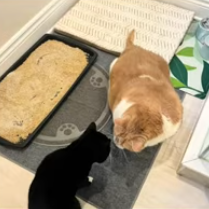 重到壓壞拖車！加拿大女子意外領養巨貓！最終減磅成為網紅！