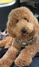 黃金貴婦狗送去寵物美容瞬間變成「另一隻狗」！笑爆網民新造型100分！