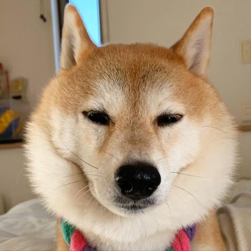 「Minecraft柴犬」再度爆紅！紗窗照片成為熱門Meme！