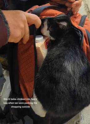 浪浪小貓意外闖入背包！英國夫婦旅行期間意外收穫新朋友！