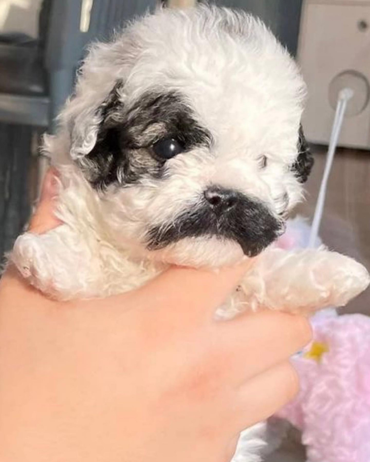 「薯片叔叔」變身萌寵！韓國網紅狗狗趣怪外表吸引大批粉絲！