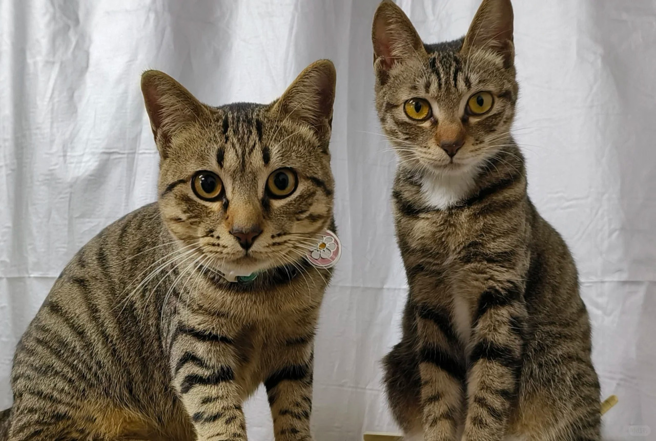 可愛小貓住院後外貌驚現突變？！網民：換掉小貓了嗎？