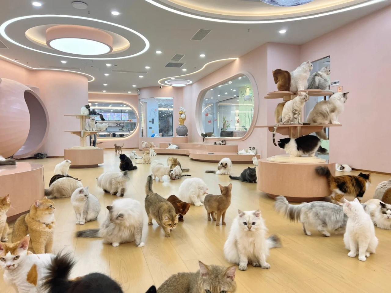 深圳貓貓cafe|超治癒深圳動物cafe柴犬cafe推介 同草泥馬合照超過100隻貓包圍 | UHK 港生活