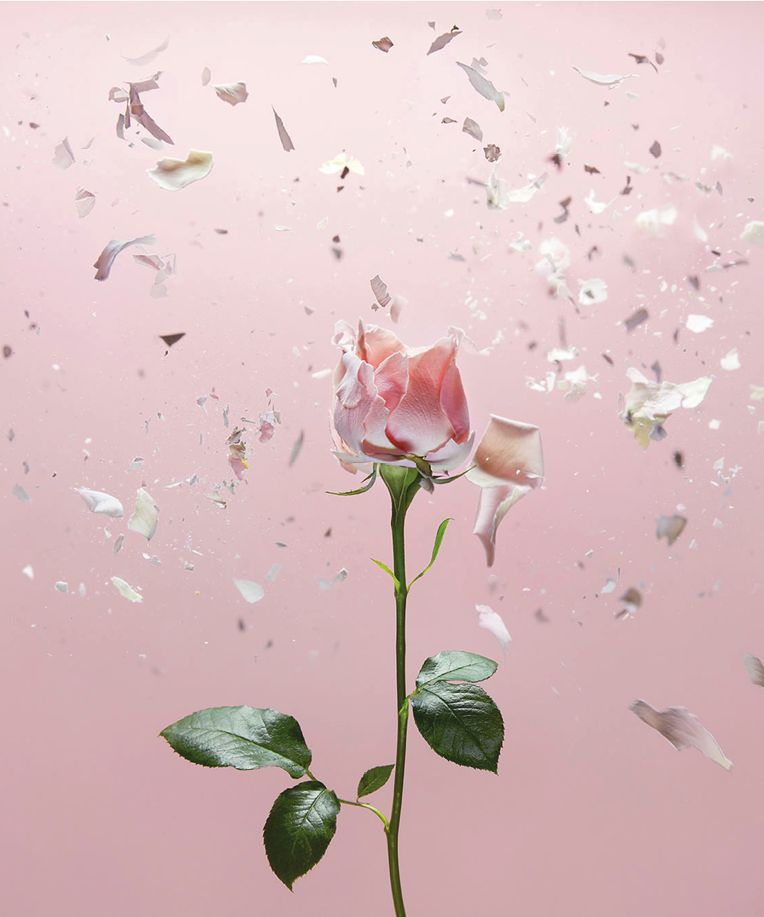 夏日必備美容油 大熱花植精華護膚術