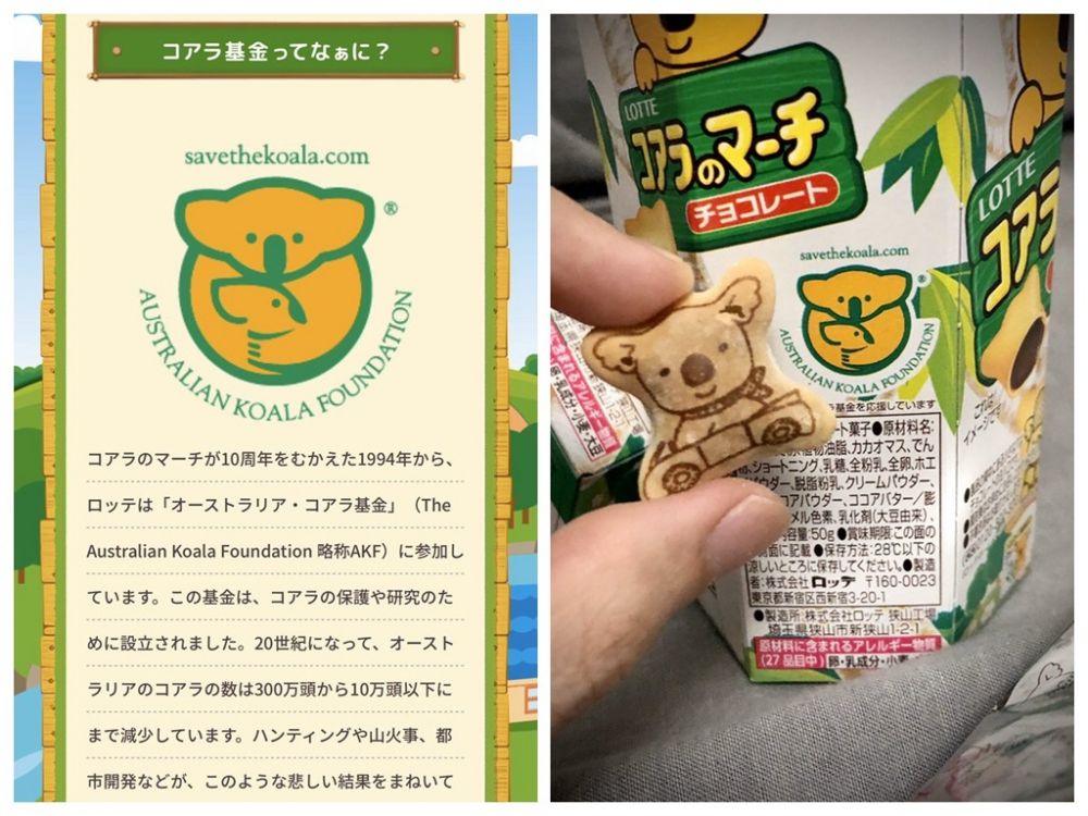 澳洲山火3個方法救助澳洲樹熊！簡單7個步驟！每月港幣$18助養樹熊！【內附教學】
