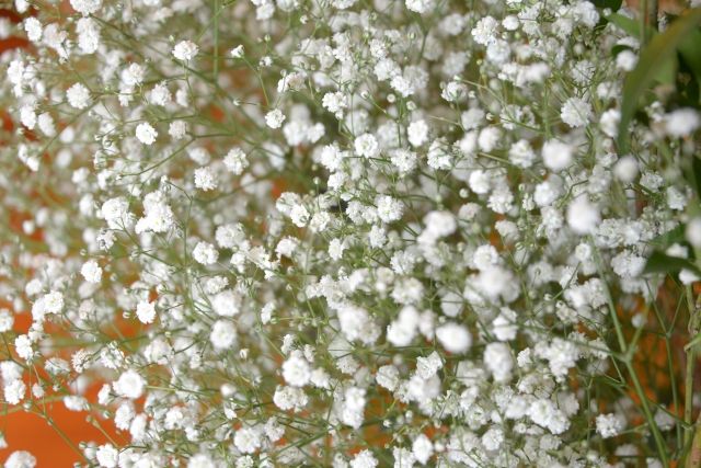 【七夕2022】盤點7個花語寓意！表白應該送風信子/滿天星？「這種」顏色的花語=分手！