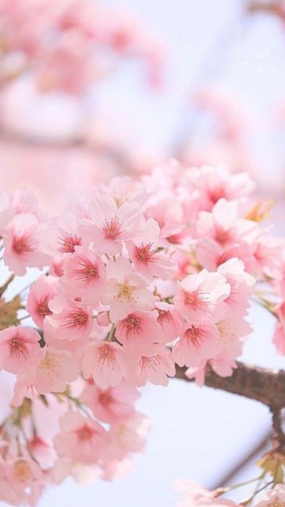 【手機wallpaper】初春粉嫩櫻花！精選35款春日主題手機桌布！日本文青風、止住旅行癮！