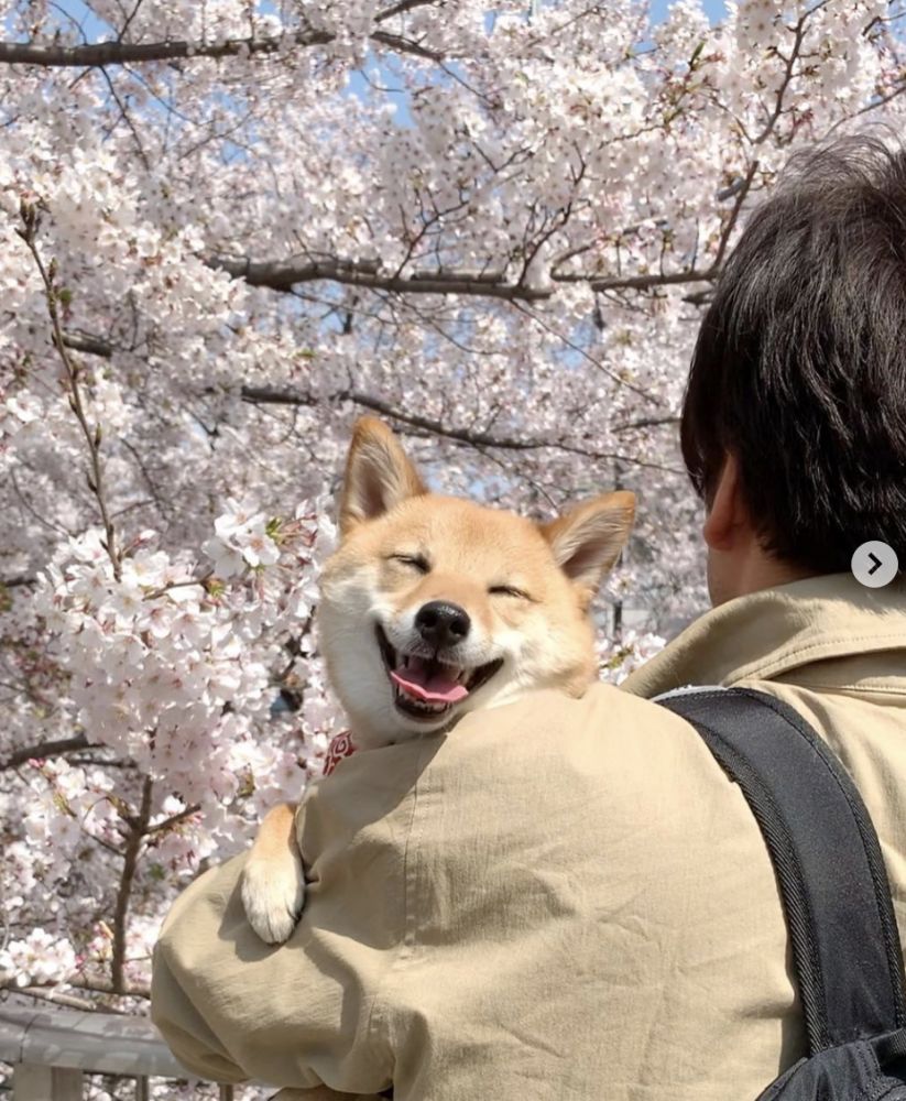 盤點7個可愛療癒柴犬IG！看完煩惱一掃而空！呆萌小豆柴、搞怪Cosplay柴！