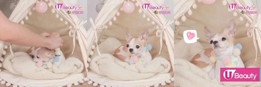 DIY棉花糖寵物頸圈！為毛孩製作獨一無二小手作！