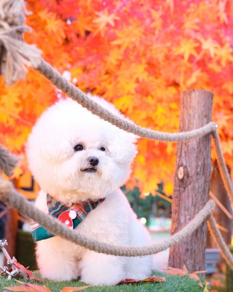 【寵物好去處2022】精選10大毛孩打卡放電好去處 影靚相冇難度！